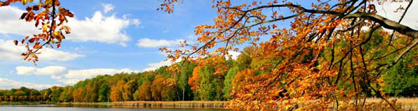 Wald