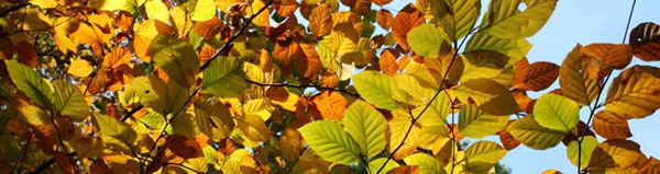 Wald