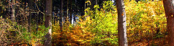 Wald